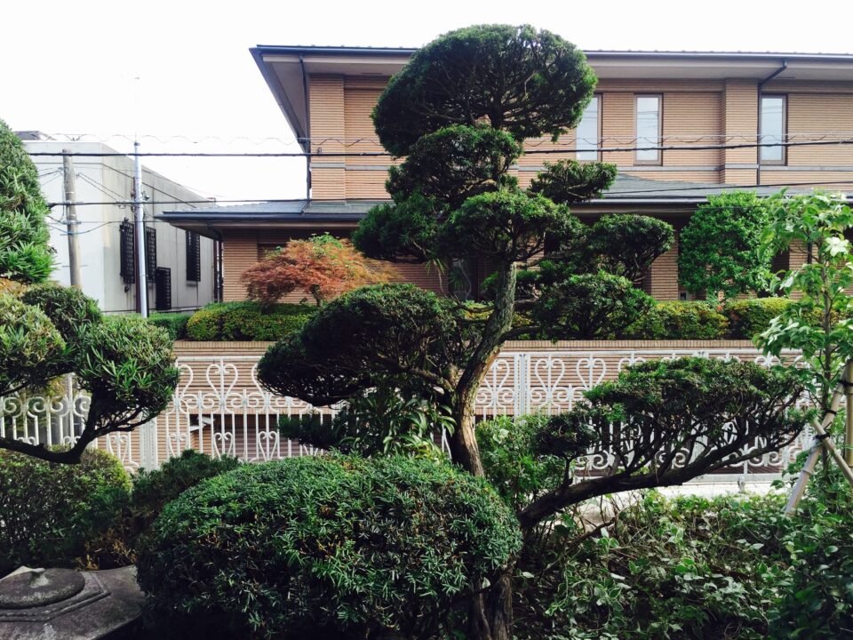 キャラボクのタマチラシの刈込後の写真