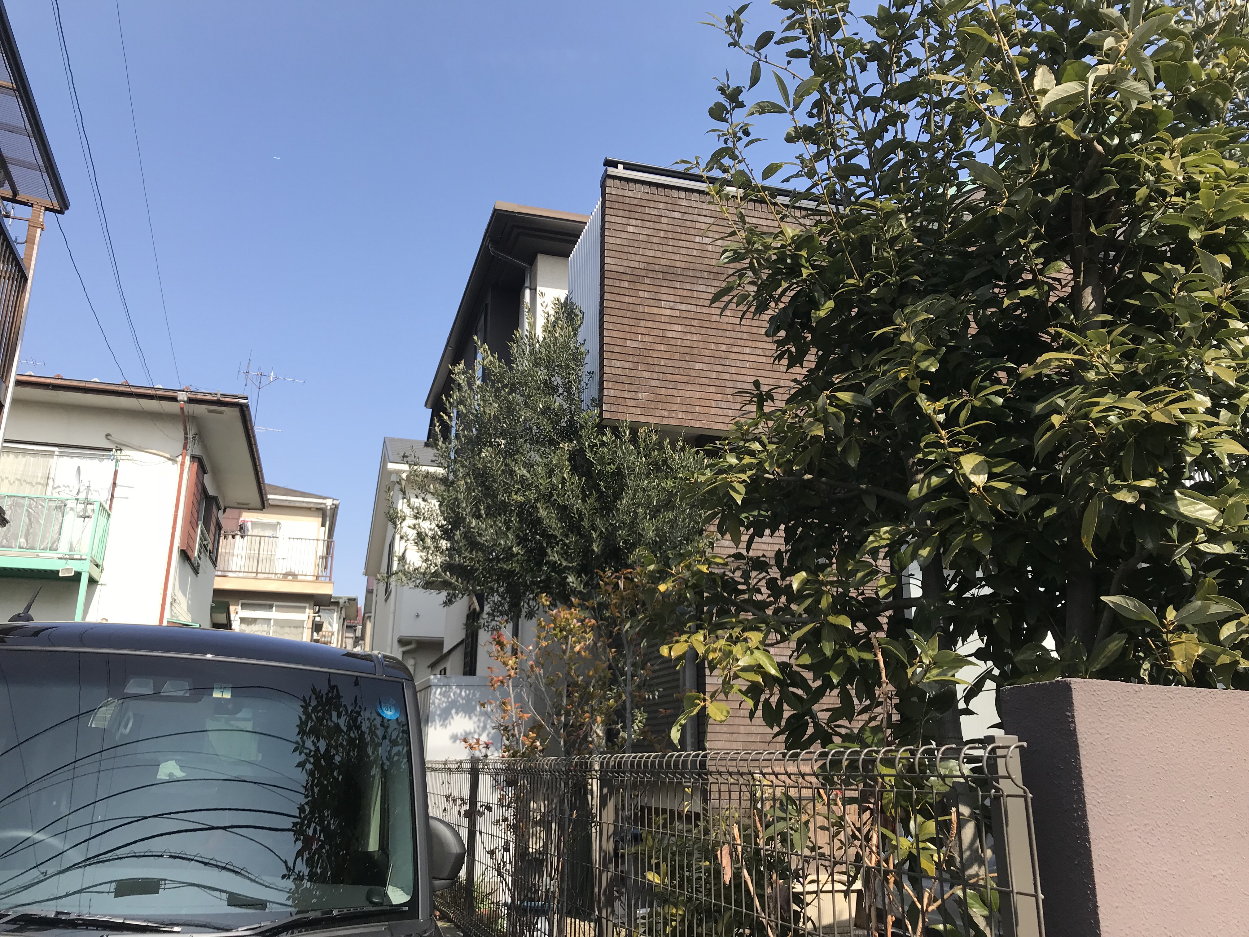 軒下に植えて大きくなったオリーブの強剪定前