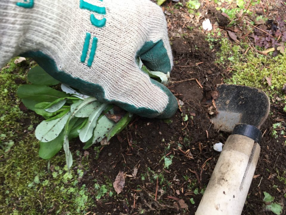 鎌を雑草より少し離して地面に刺す