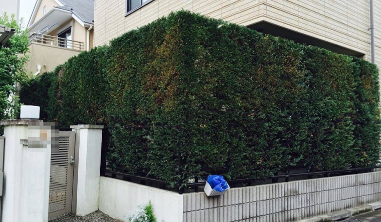after-cutting-hedges