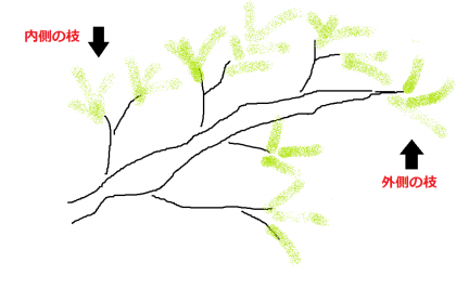 conifer-branch