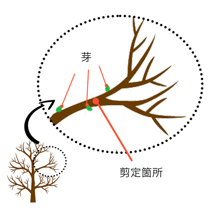 木の剪定はいつ、どのように行うのですか?一歩ずつ 庭園