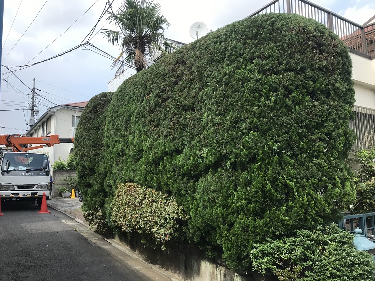 after-clipping-pruning-photo