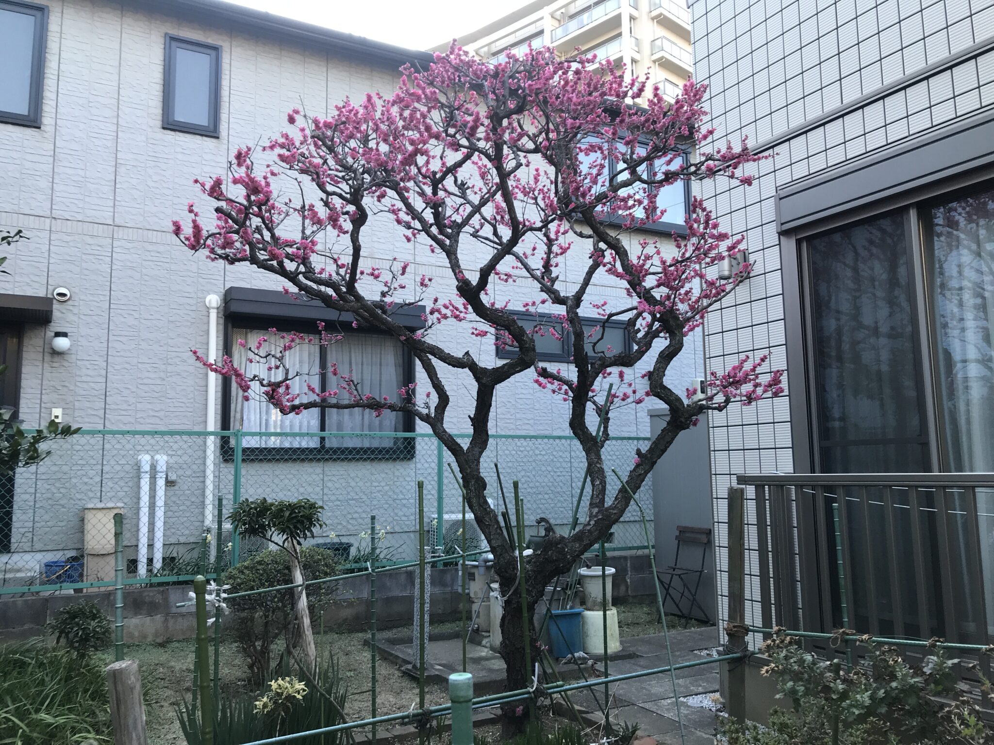 healthy tree
