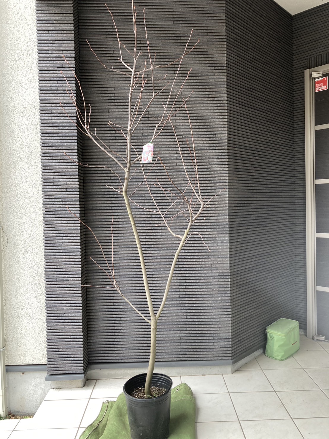 【東京都世田谷区】ジュンベリーの植栽