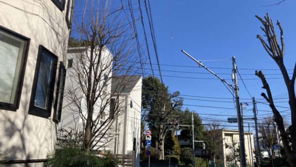 【世田谷】カツラの木の剪定と剪定料金-道路に伸びた枝を短くしたカツラの木の剪定事例