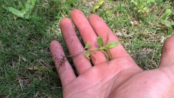 【世田谷区上北沢】雑草の草取りと草取り料金-足腰が悪くなってきて雑草を取るのが大変になってきた