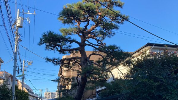 常緑樹の針葉樹の剪定と剪定時期について