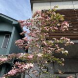 横浜市の庭に合う中高木の落葉樹の選び方｜植木屋がおすすめする樹種9選