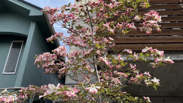 横浜市の庭に合う中高木の落葉樹の選び方｜植木屋がおすすめする樹種9選