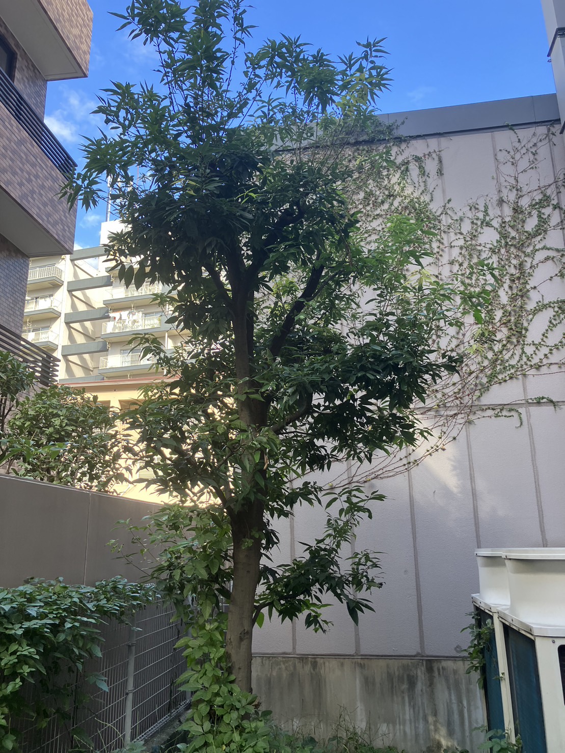 シラカシ