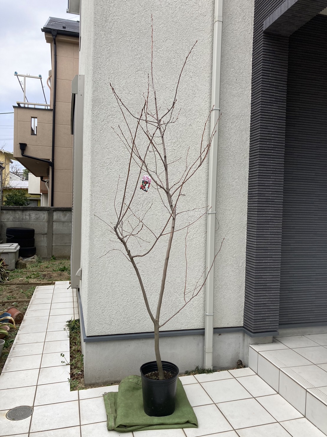 ジュンベリー