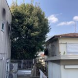 世田谷区尾山台でシラカシの越境枝の剪定