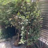 フェイジョアの育て方と植え方