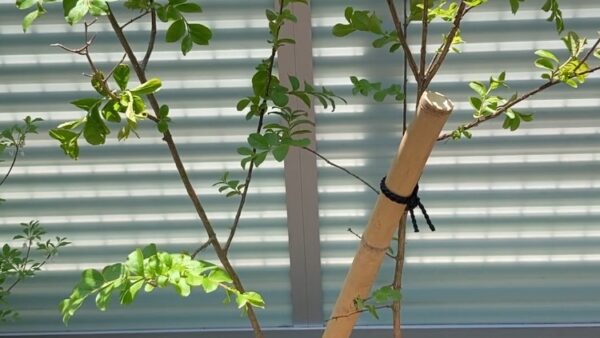 サルスベリの育て方と植え方