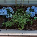 紫陽花（アジサイ）とは？ やさしく育てる庭の宝石