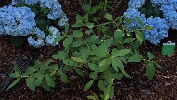 紫陽花（アジサイ）とは？ やさしく育てる庭の宝石