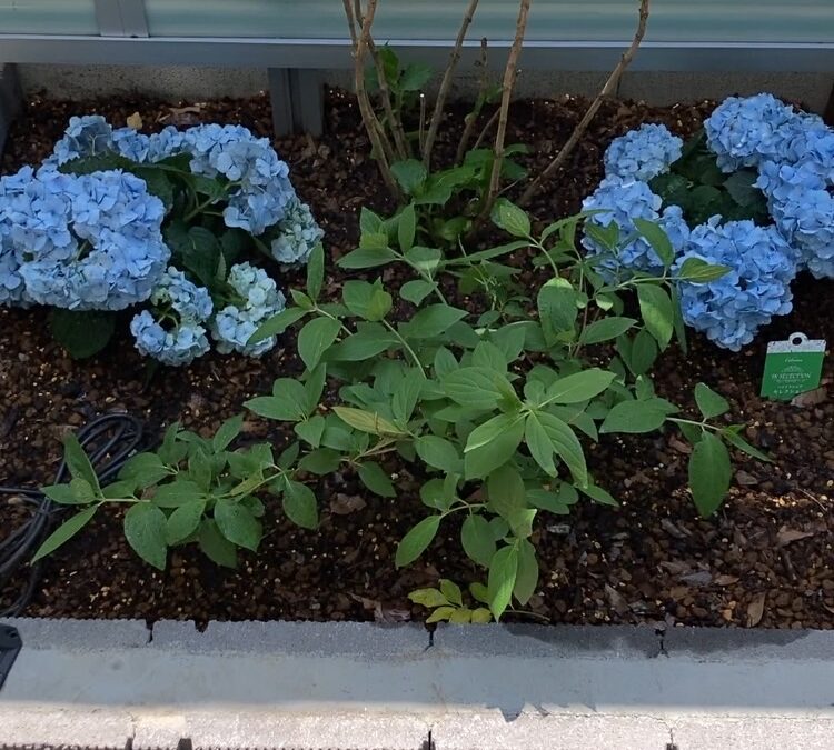 アジサイの花