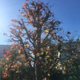 【札幌市南区】紅葉の剪定と剪定料金-大きくなりすぎたモミジを小さく剪定