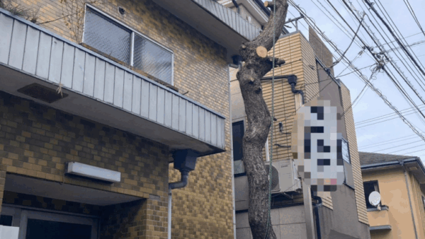 【札幌市西区】家を呑み込むほど成長したマツの枝払い
