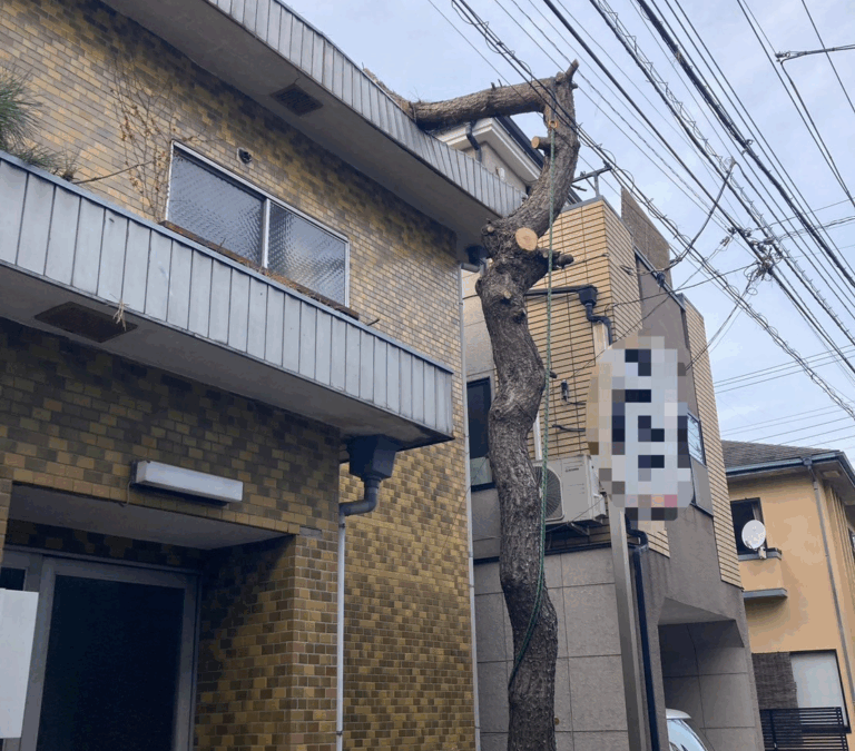 札幌市西区のマツの剪定