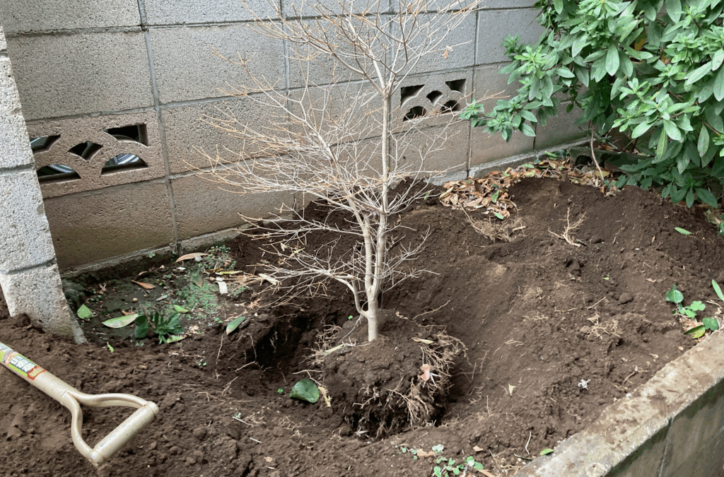 世田谷区で土に生えているドウダンツツジの移植前