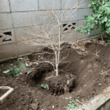 【世田谷区】引っ越しをするので大切な木を鉢に移植して、運んでほしい