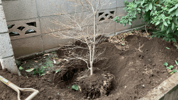 【世田谷区】引っ越しをするので大切な木を鉢に移植して、運んでほしい