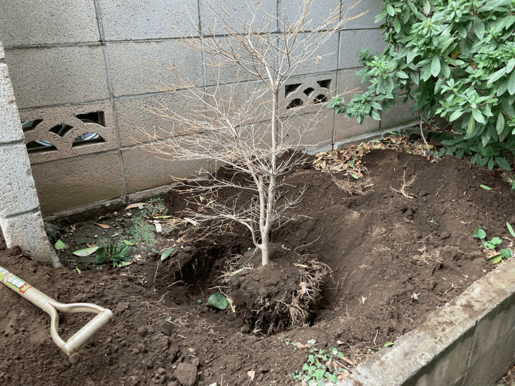 【世田谷区】引っ越しをするので大切な木を鉢に移植して、運んでほしい