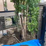 【札幌市北区】自宅前の木が枯れてしまったので伐採・伐根してほしい。