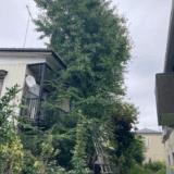 【横浜市青葉区】自宅とフェンスの狭い隙間に生えている高木イチョウの伐採