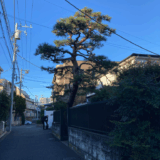 【横浜市青葉区】植木屋さんと連絡が取れず1年半伸びていた松の剪定