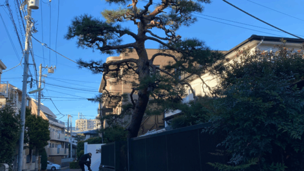 【横浜市青葉区】植木屋さんと連絡が取れず1年半伸びていた松の剪定