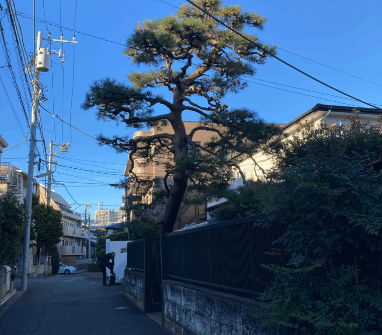 横浜市青葉区の松の剪定前