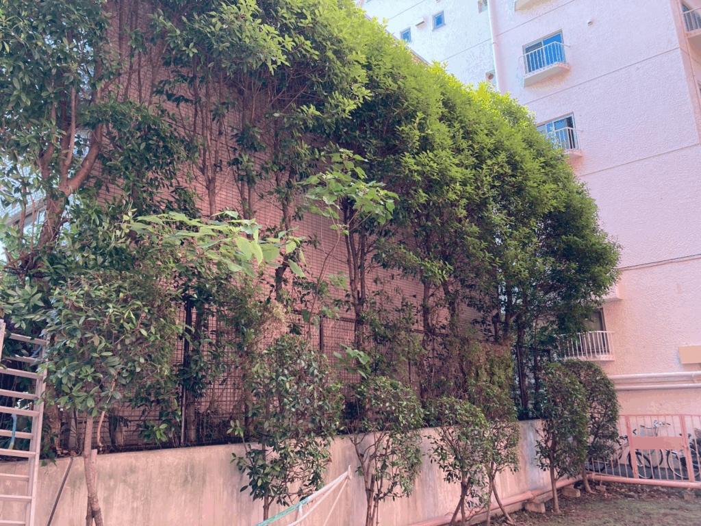 【横浜市西区】近隣住民からクレームが来てしまったのでレットロビンの剪定・伐採をお願いしたい