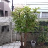 【横浜】背丈が高くなったヒメシャラを透かし剪定