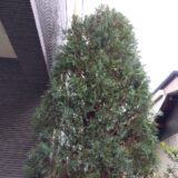 【横浜】荒れたコニファーの枝を剪定しました。