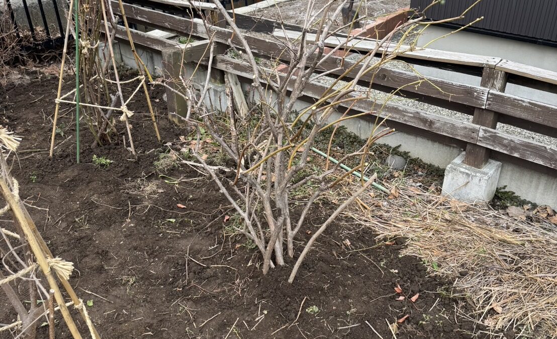 札幌のジュンベリーの移植後