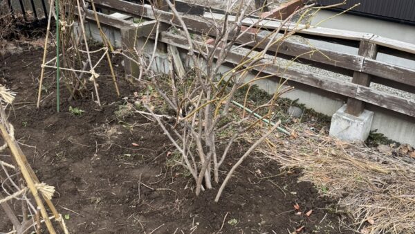 【札幌市西区】自宅を改築するので大切なジュンベリーを移植してほしい