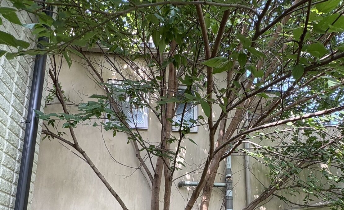 横浜市で伐採したネズミモチ