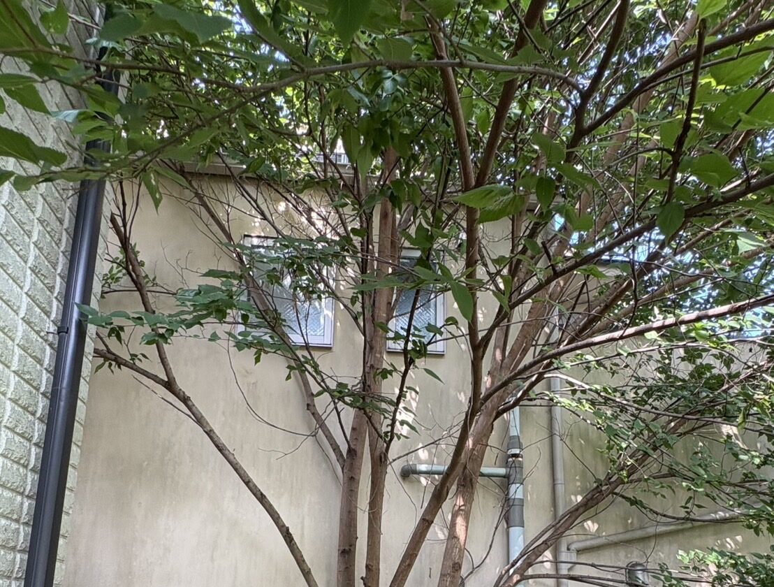 【横浜市神奈川区】家と塀の隙間から生えてしまった樹木の伐採