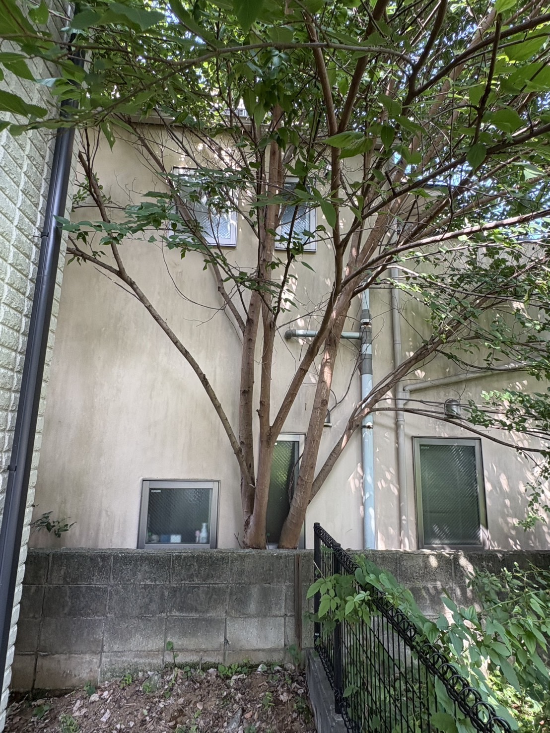 横浜市で伐採したネズミモチ