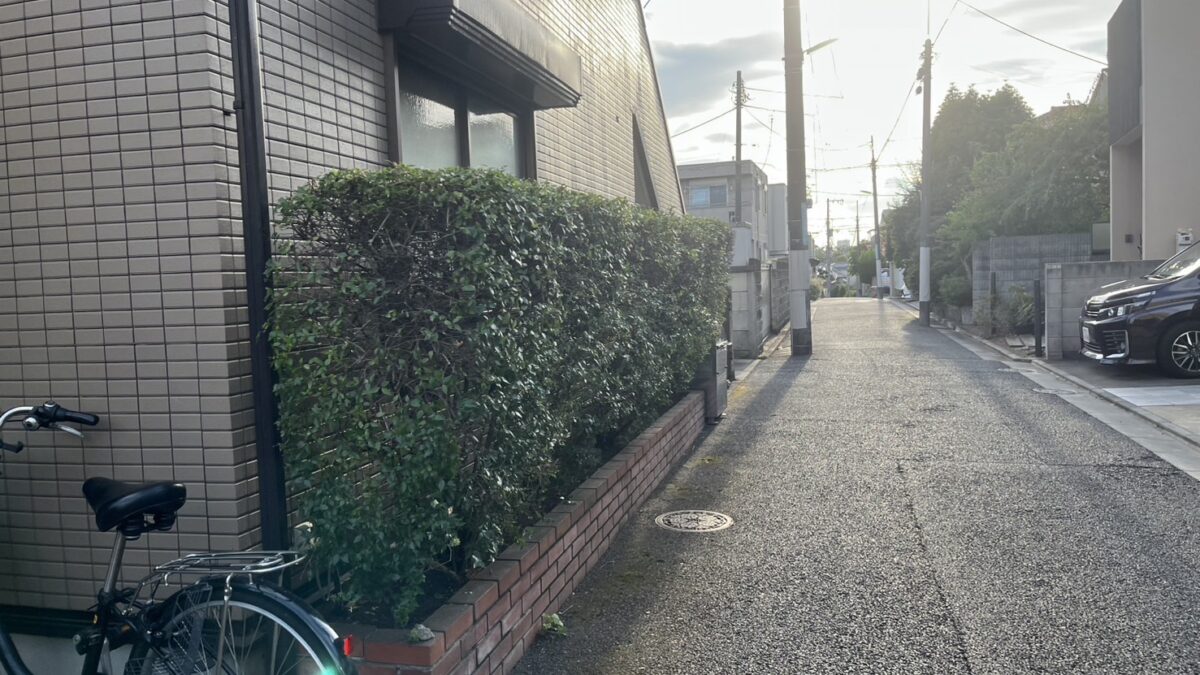 横浜の刈込後のアベリア