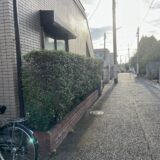 【横浜】伸びやすいアベリアの生垣を整えました