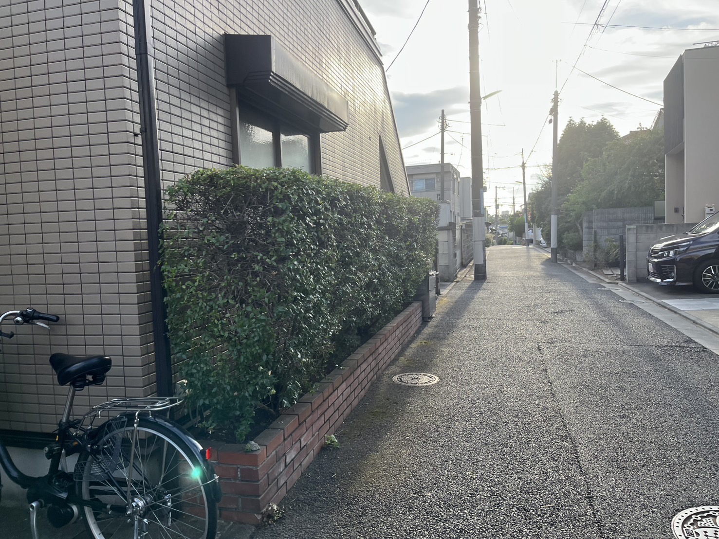 横浜の刈込後のアベリア