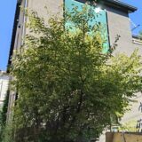横浜市で剪定｜梅の剪定をできる方を探していたからのご依頼と料金事例