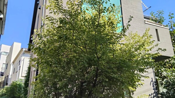 横浜市で剪定｜梅の剪定をできる方を探していたからのご依頼と料金事例