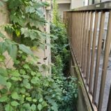 横浜市で除草・草むしり｜雑草対策と料金事例