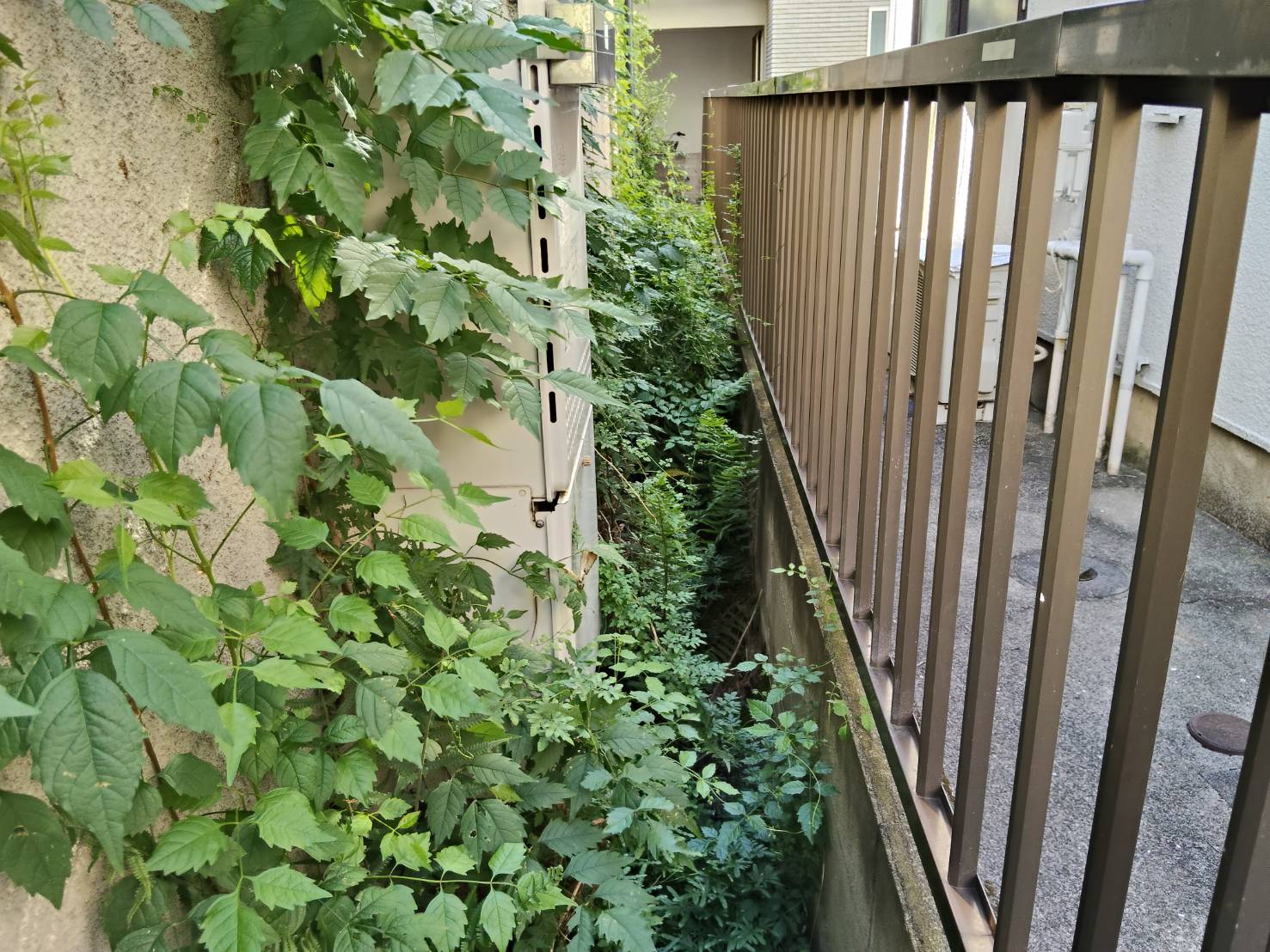 横浜市の除草前