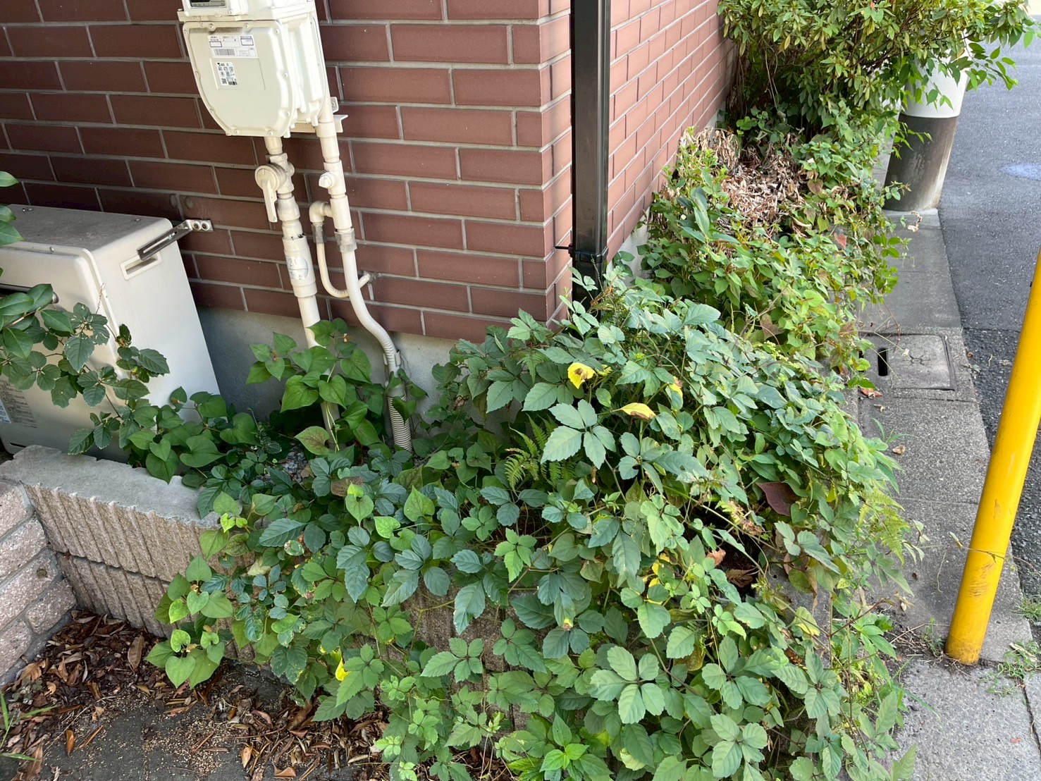 横浜市の防草シート施工前